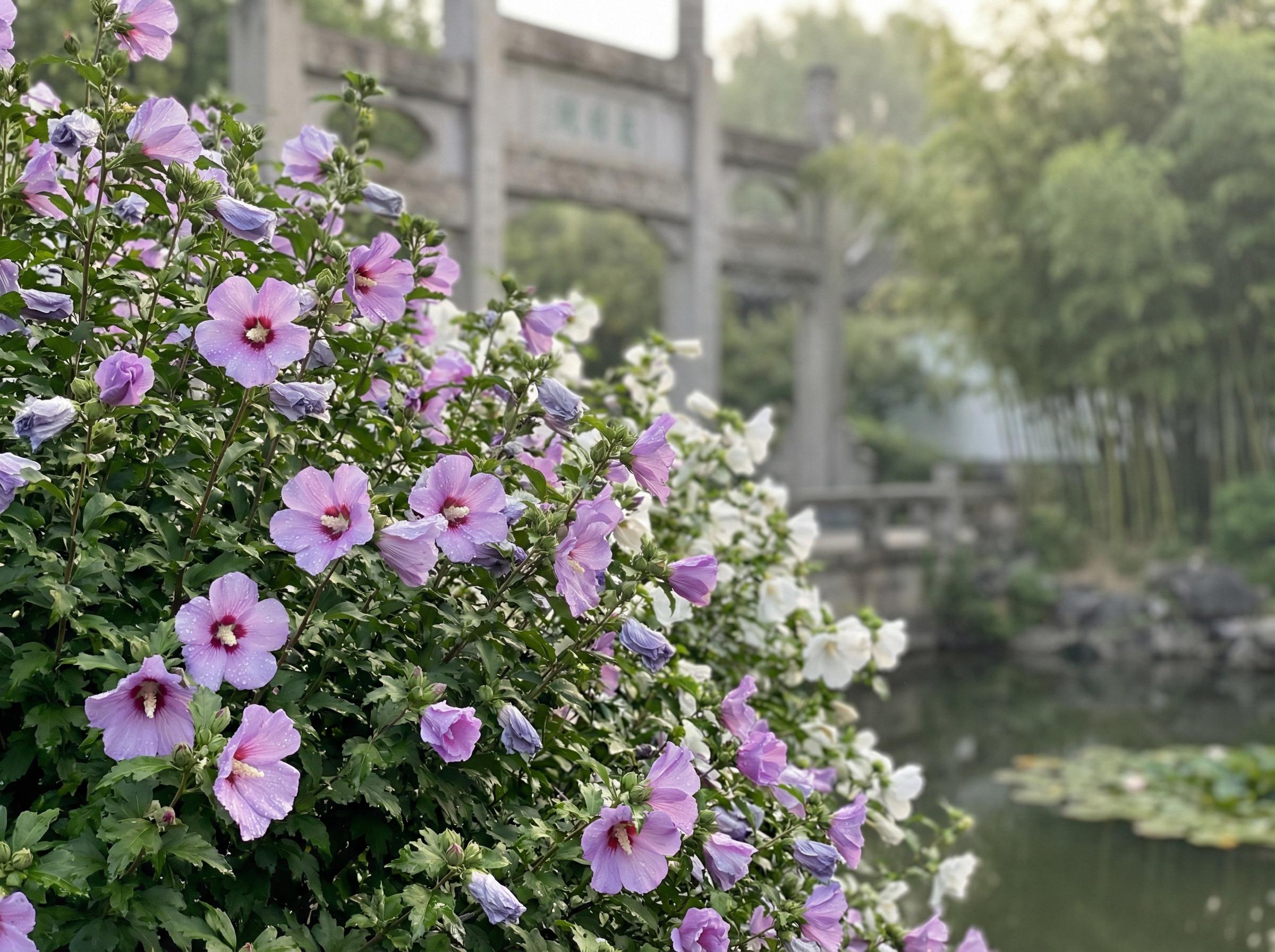 麻豆麻豆花卉：木槿花开四季视频记录
